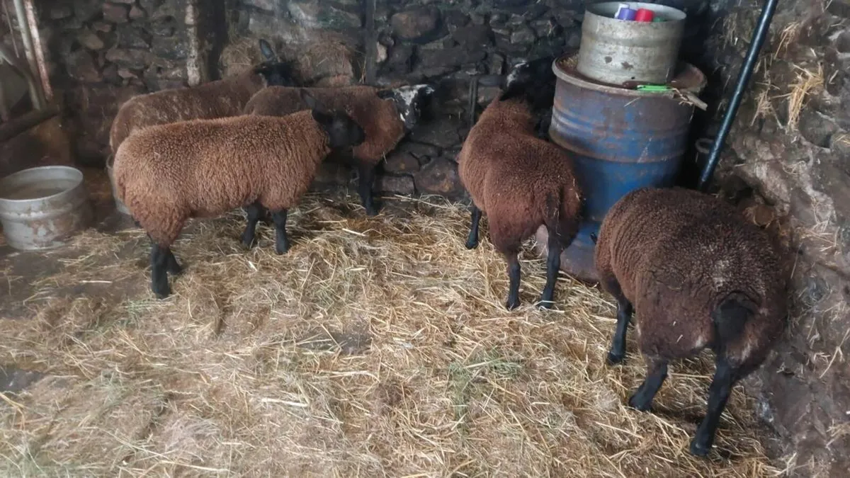 Ewe lambs spotted dutch  x texel/border les - Image 2