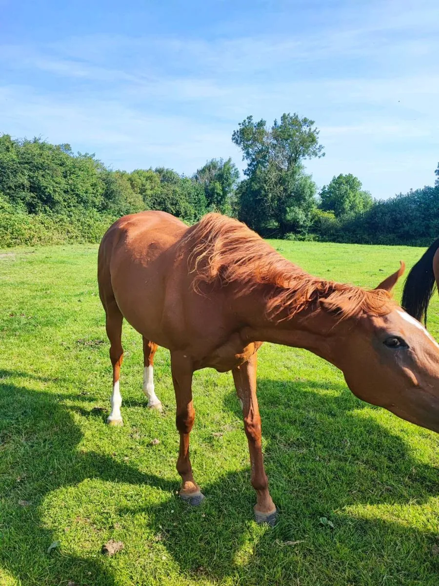El Salvador Filly - Image 1