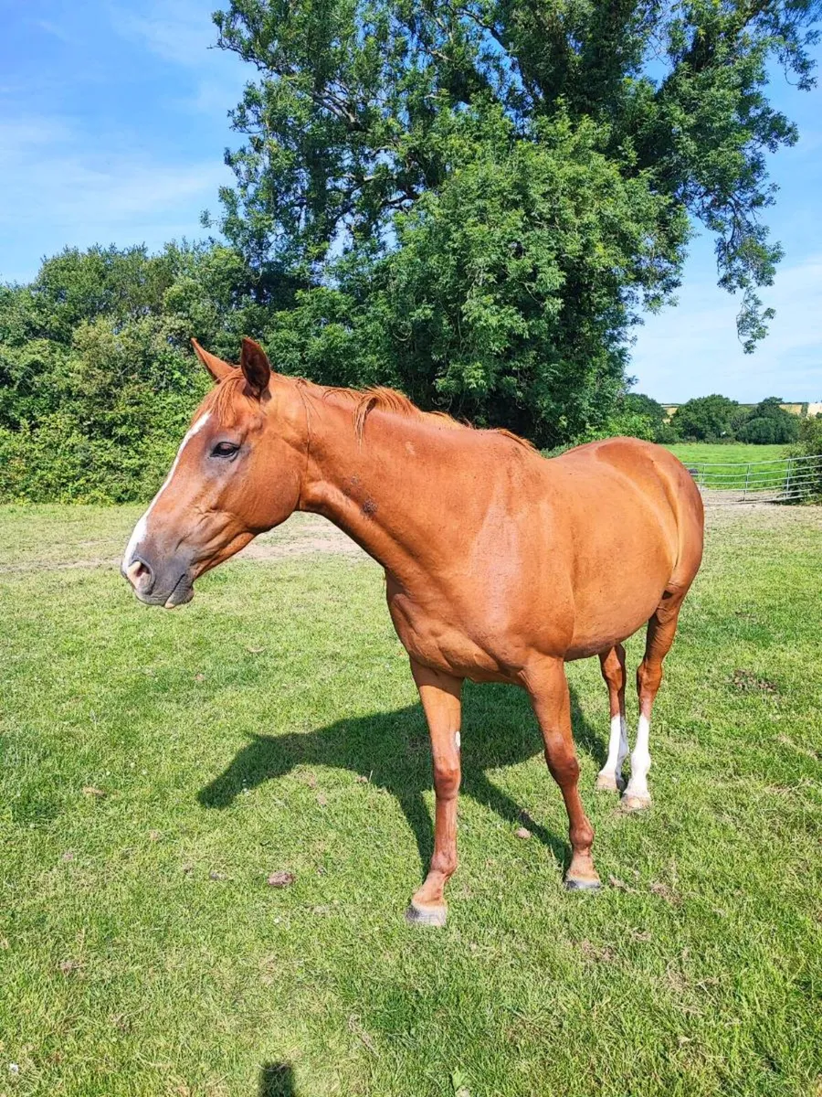 El Salvador Filly - Image 2