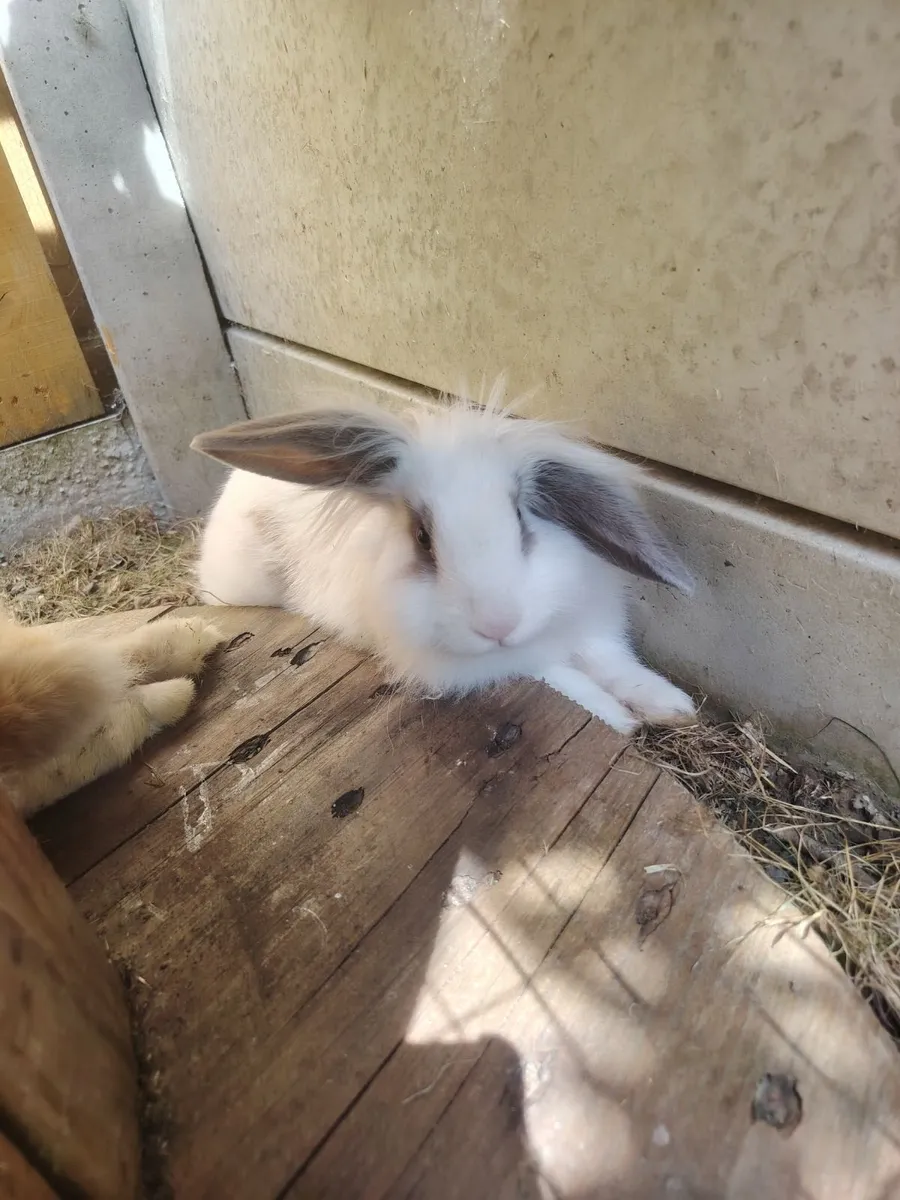 Rabbits - Image 1