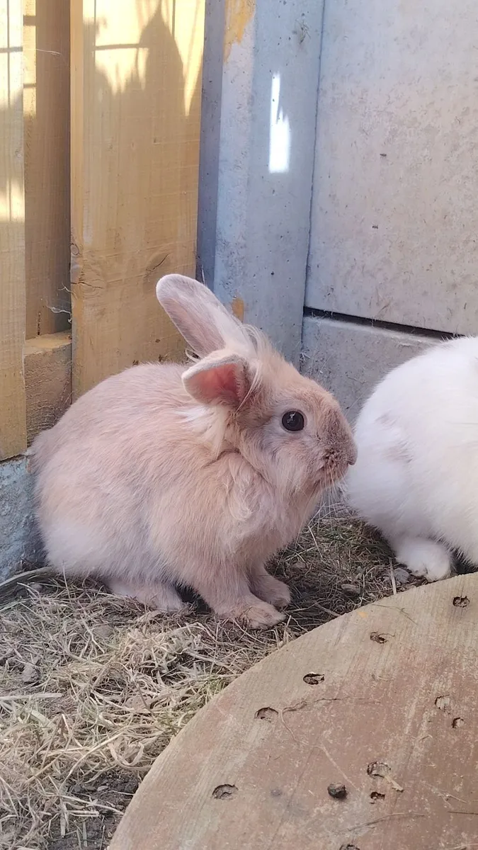 Rabbits - Image 2