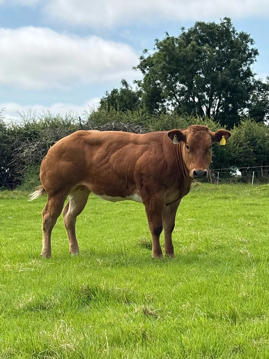 🔥🔥show heifer 🔥🔥 - Image 2