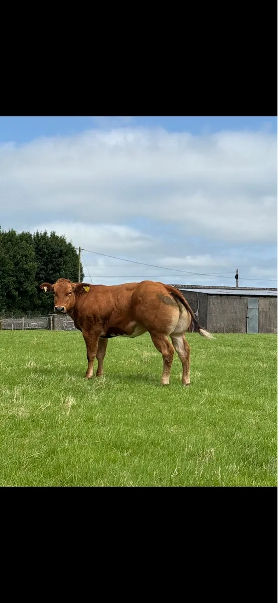 🔥🔥show heifer 🔥🔥 - Image 3