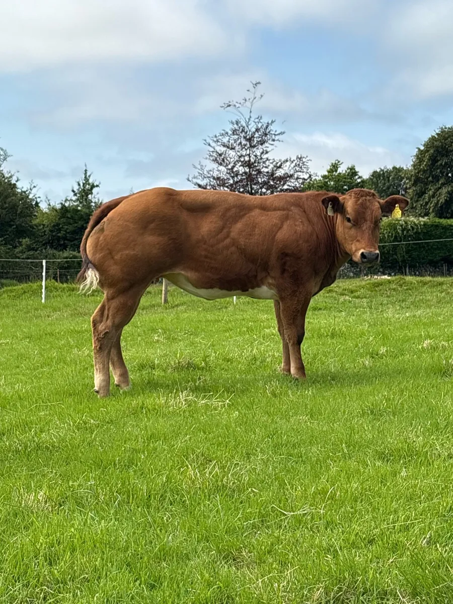 🔥🔥show heifer 🔥🔥 - Image 1