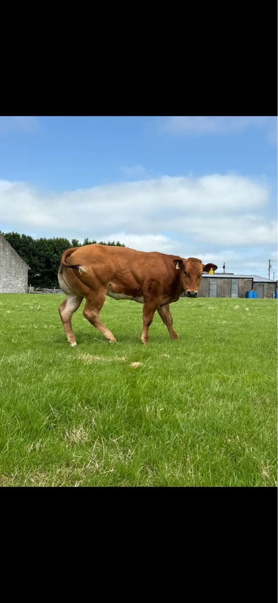 🔥🔥show heifer 🔥🔥 - Image 4