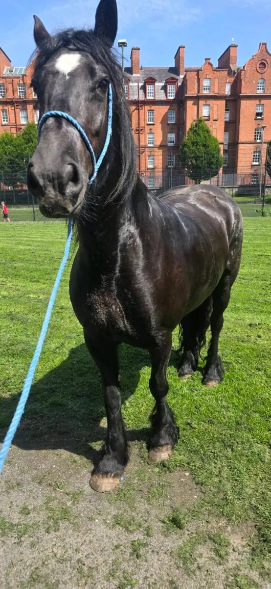 HALFBRED FRIESIAN MARE - Image 3