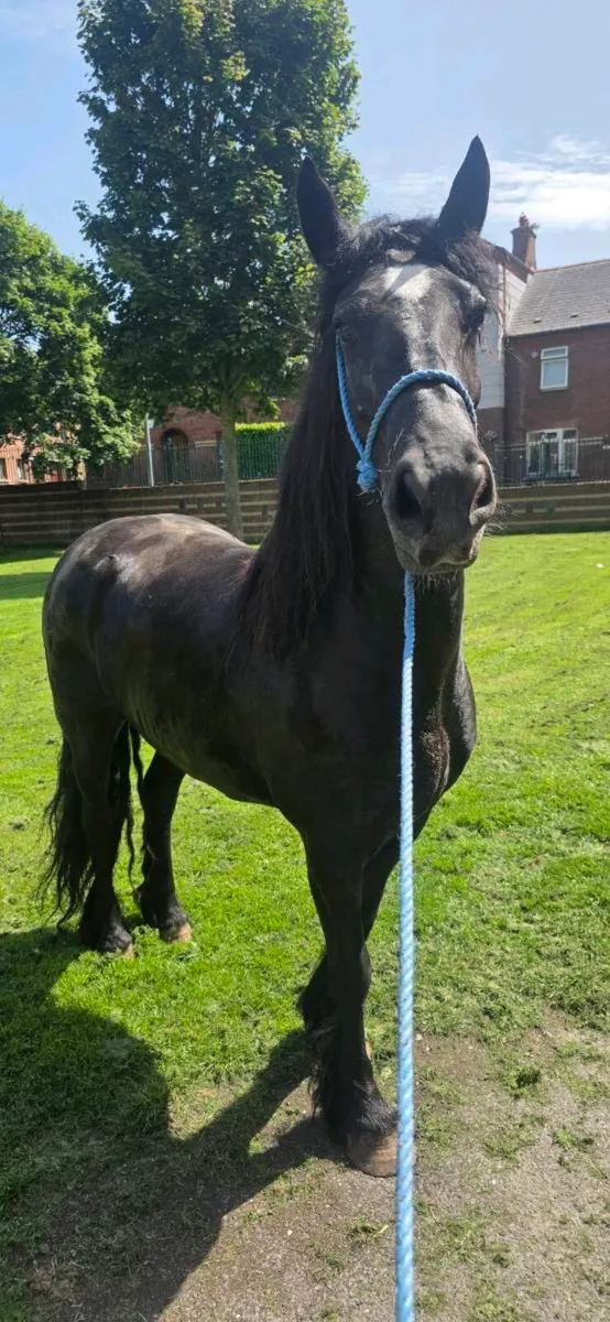 HALFBRED FRIESIAN MARE - Image 4