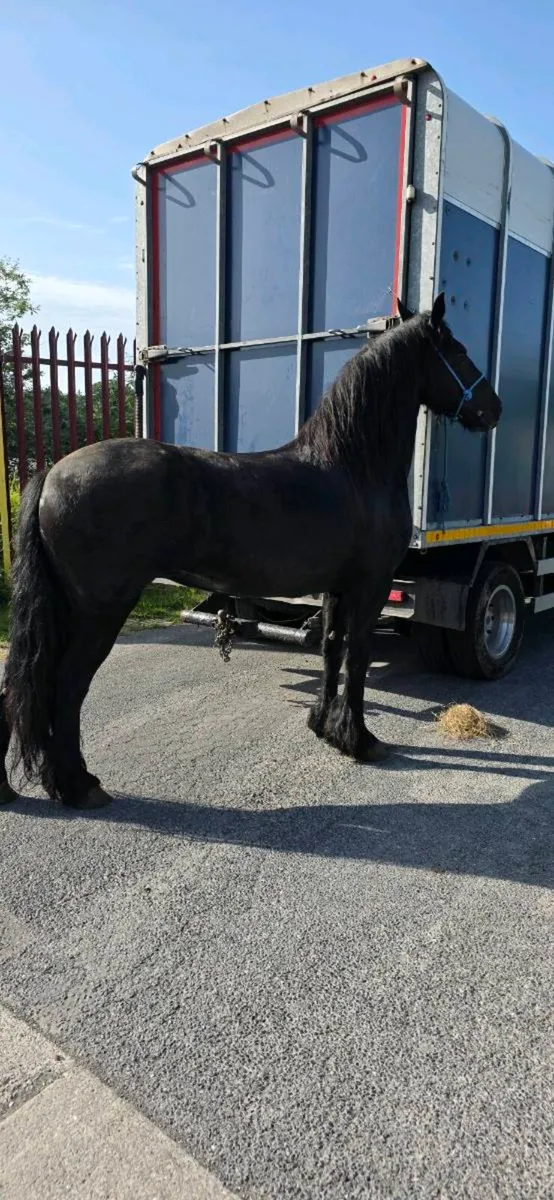 HALFBRED FRIESIAN MARE - Image 1
