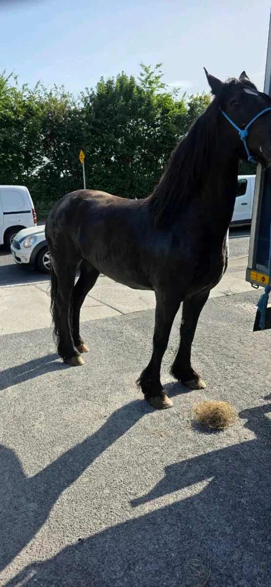 HALFBRED FRIESIAN MARE - Image 2