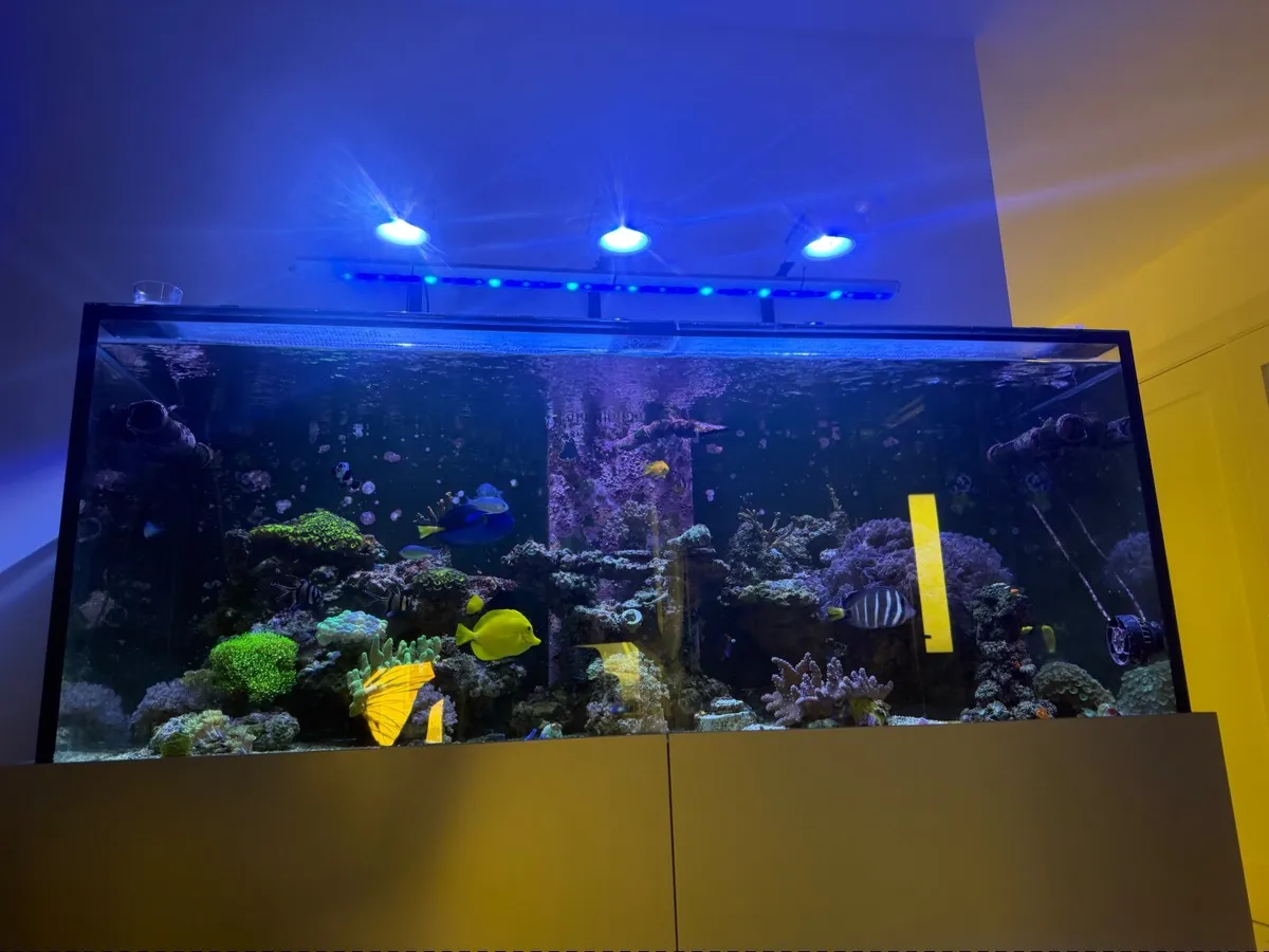 Marine Aquarium 600L - Image 4
