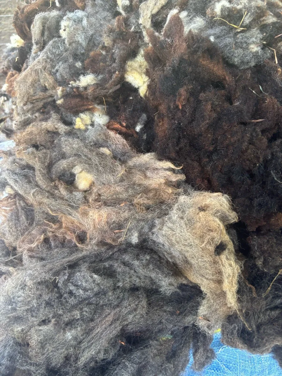 Organic Sheep wool - Image 3