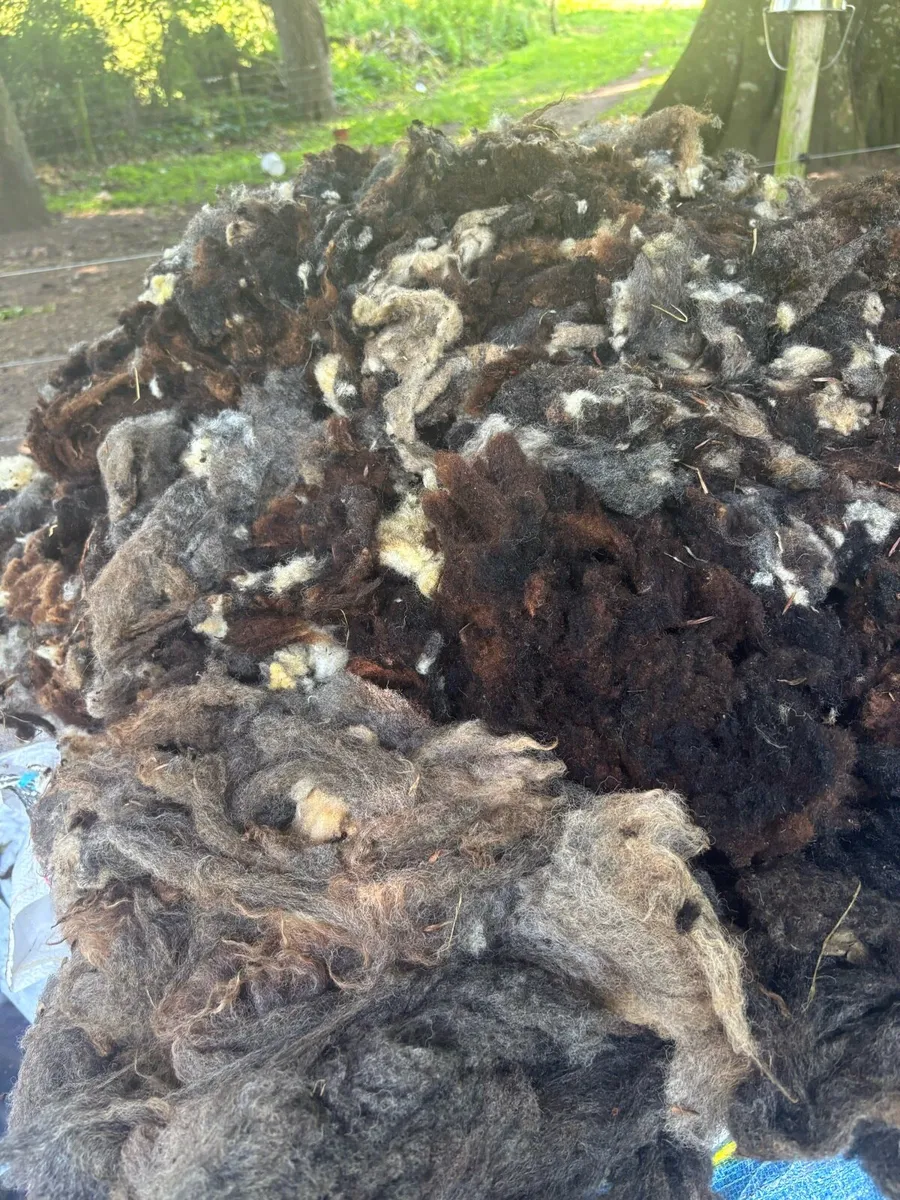 Organic Sheep wool - Image 2
