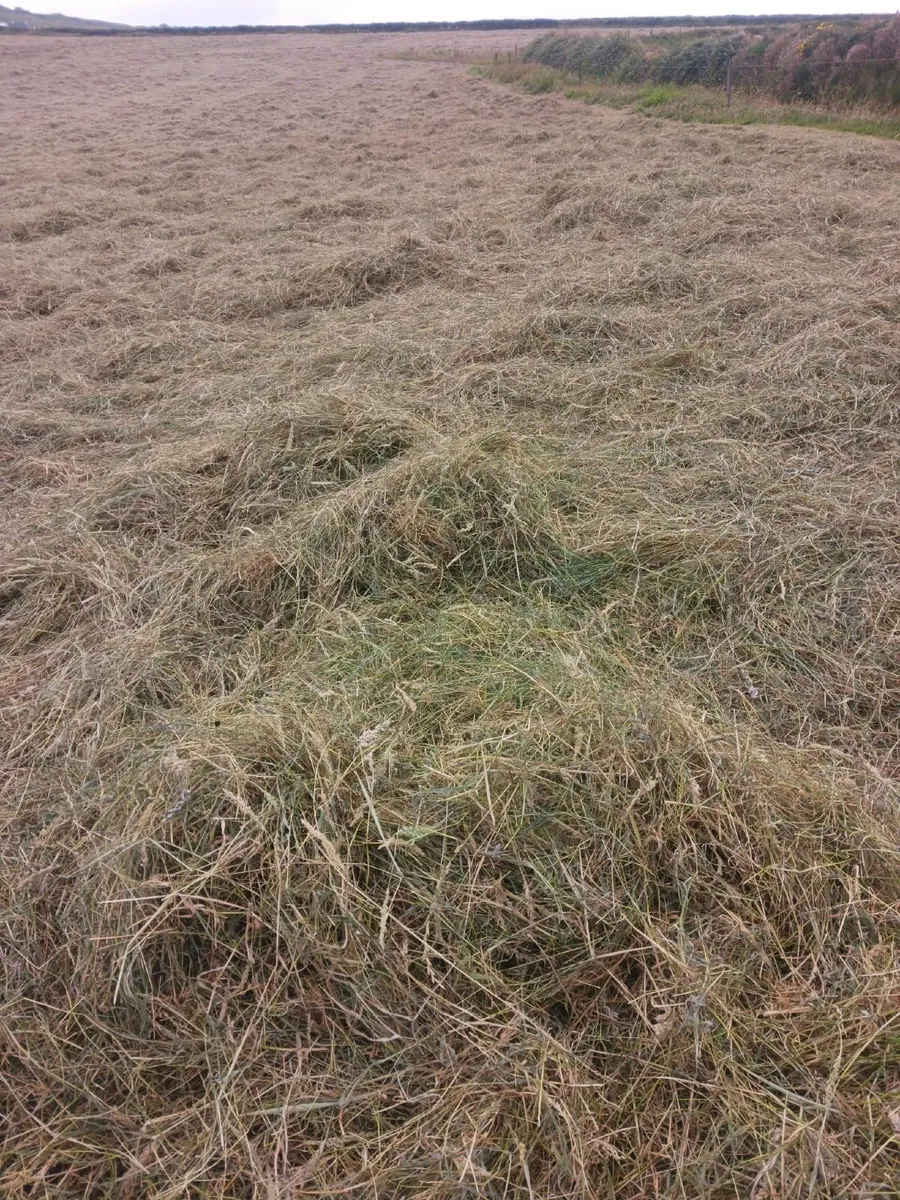 Top Quality Square Bales (Large Quantity) - €3.50 - Image 2