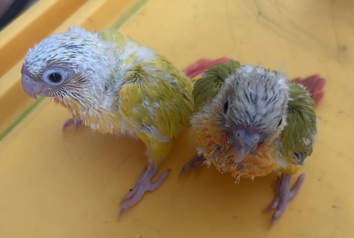 Quaker Parrot (Monk Parakeet ) & Conure 🦜 - Image 3