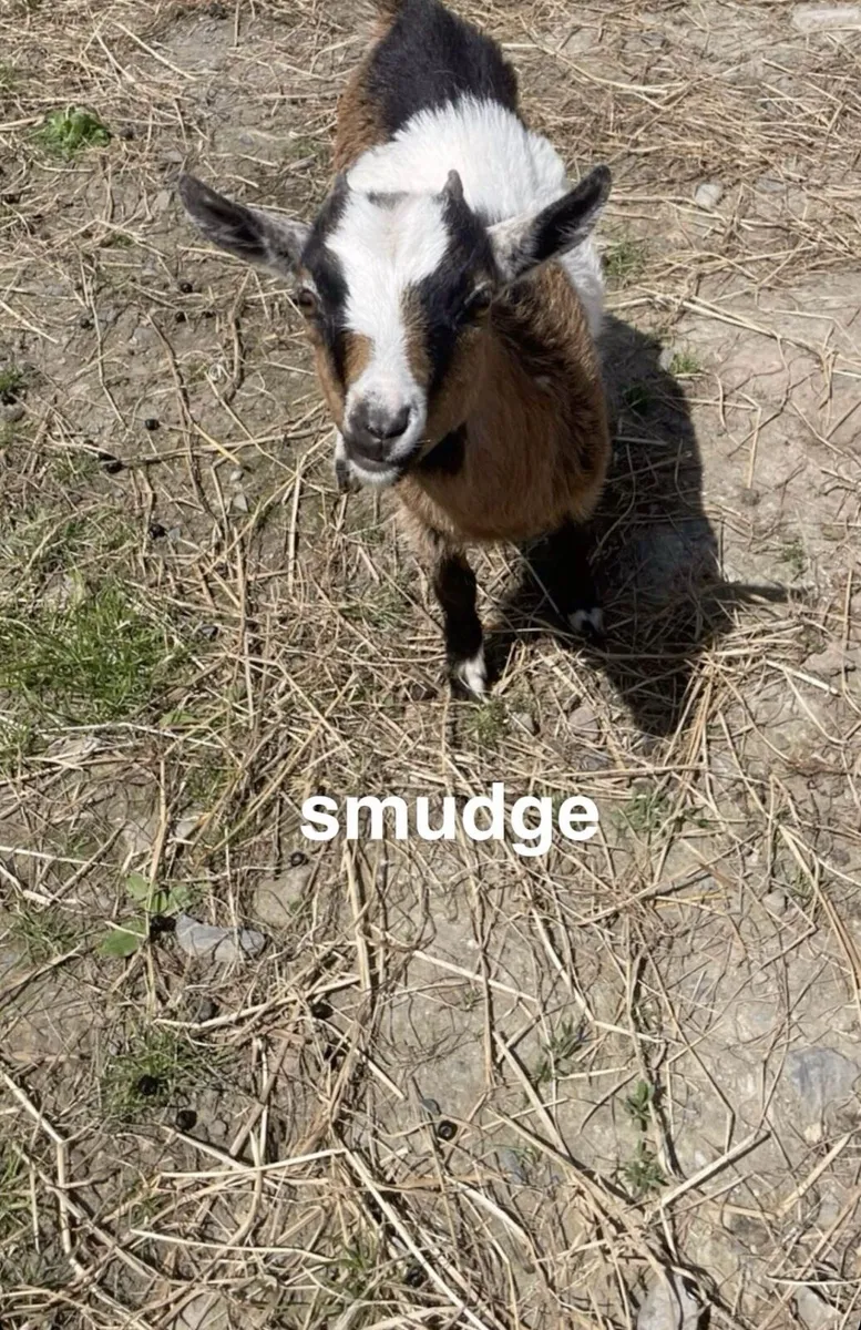 pygmy and saaneen goats - Image 2