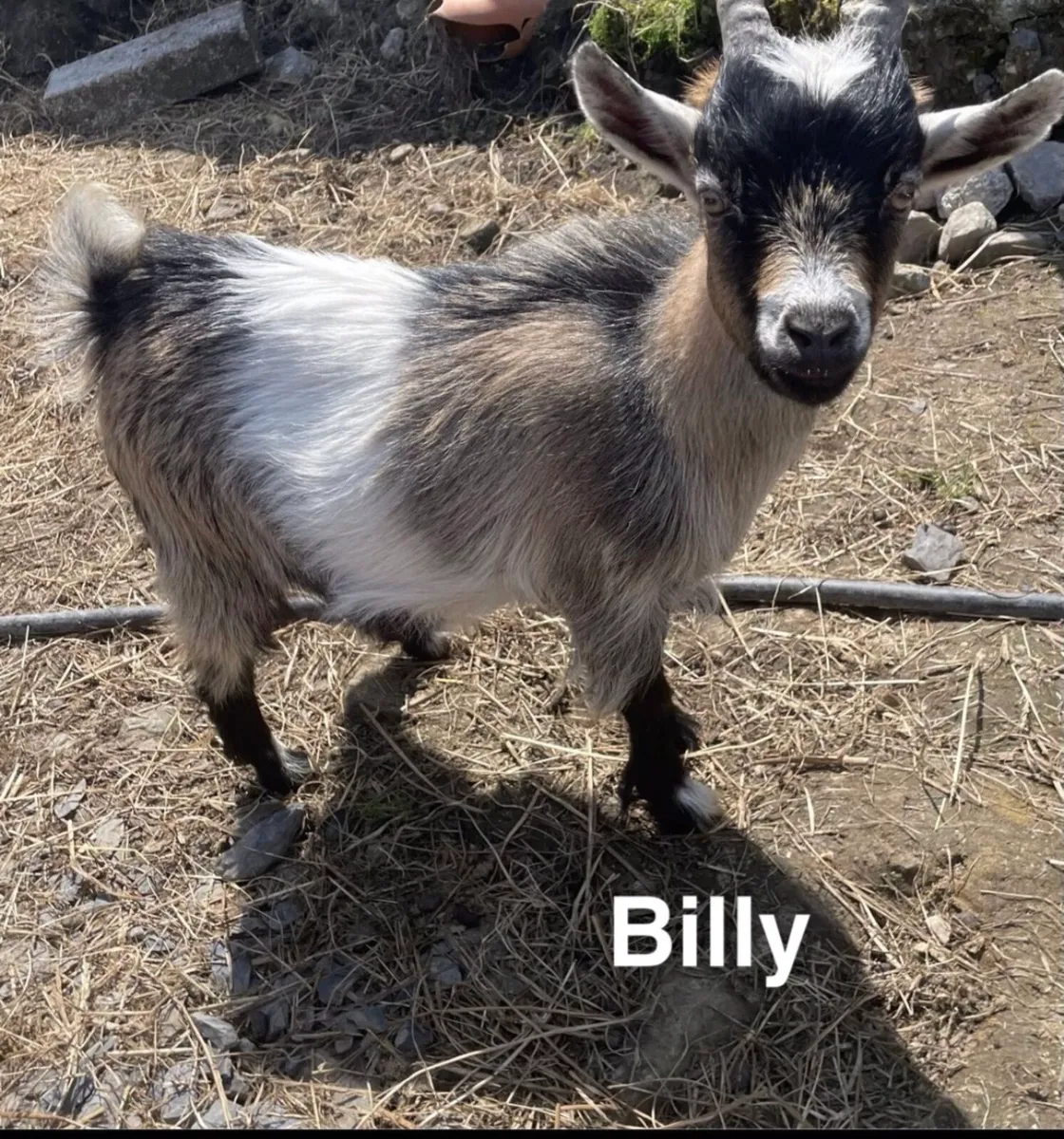 pygmy and saaneen goats - Image 3