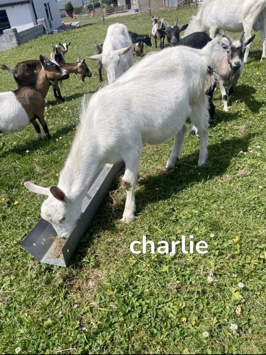 pygmy and saaneen goats - Image 4