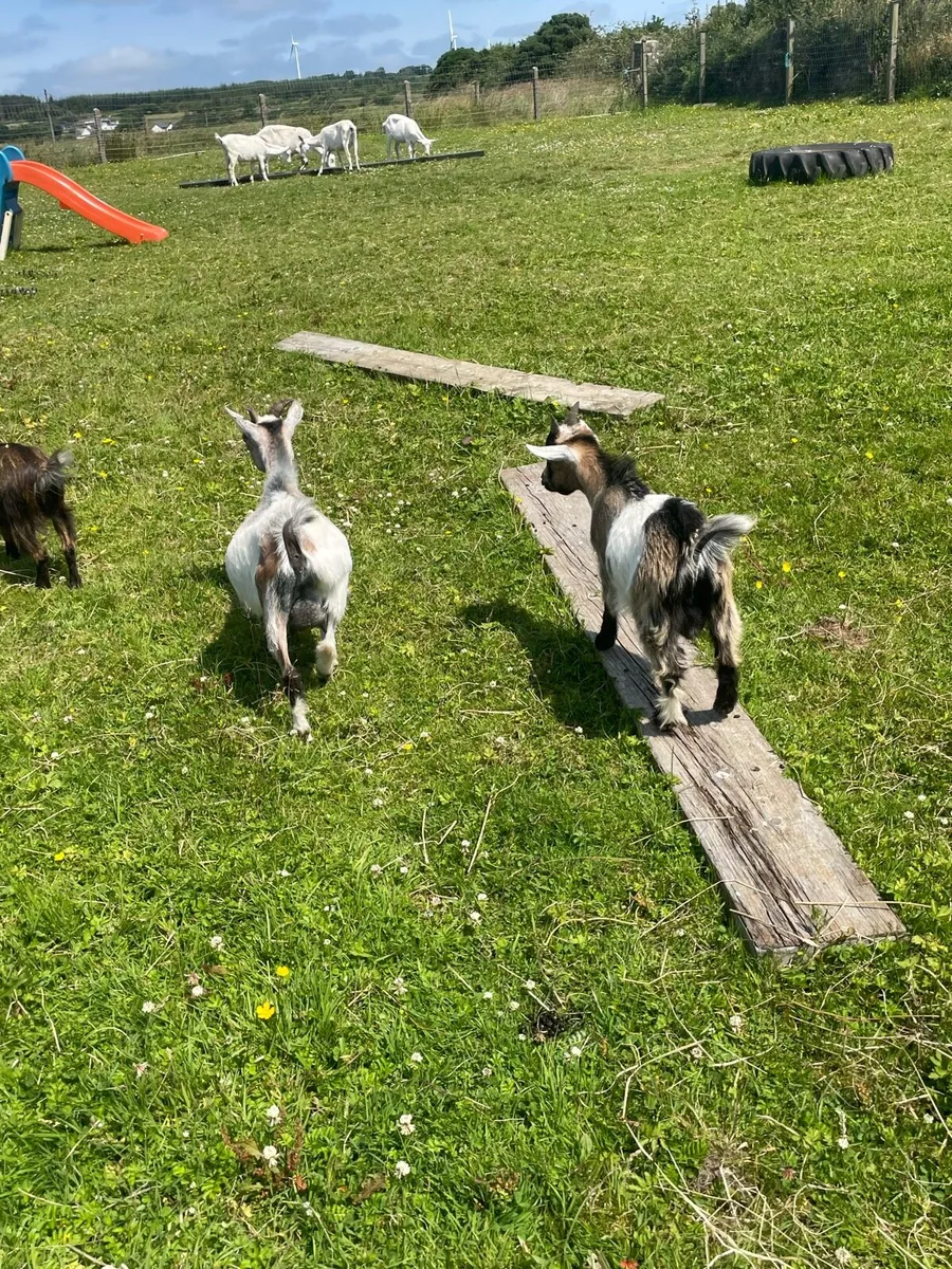 pygmy goats - Image 4