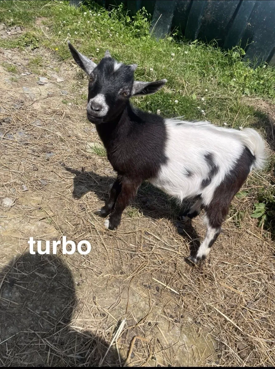 pygmy and saaneen goats - Image 1