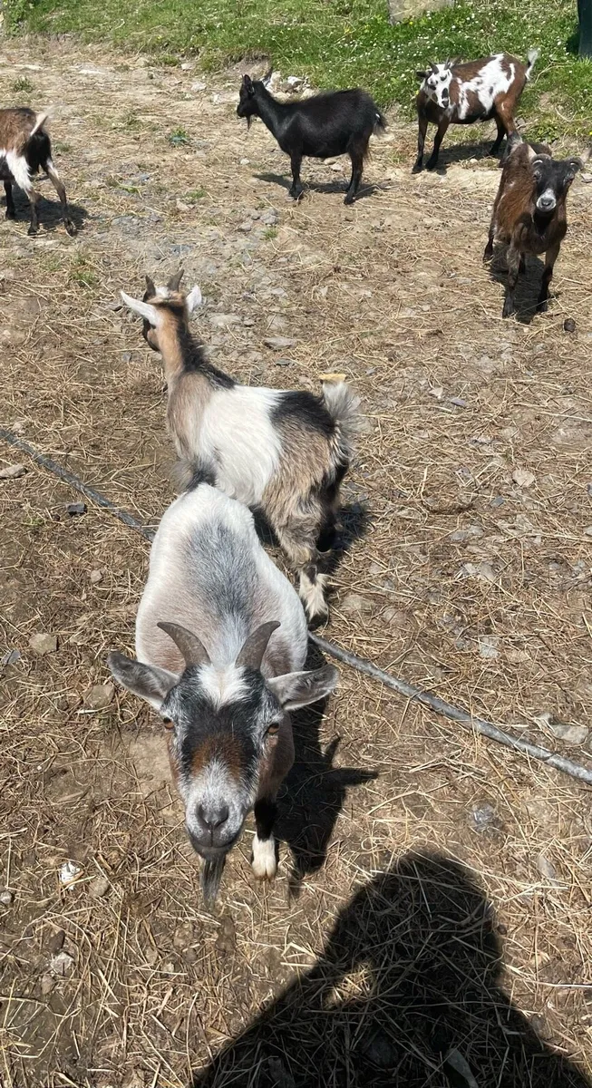 JUST BILLY LEFT 🤩 - Image 3