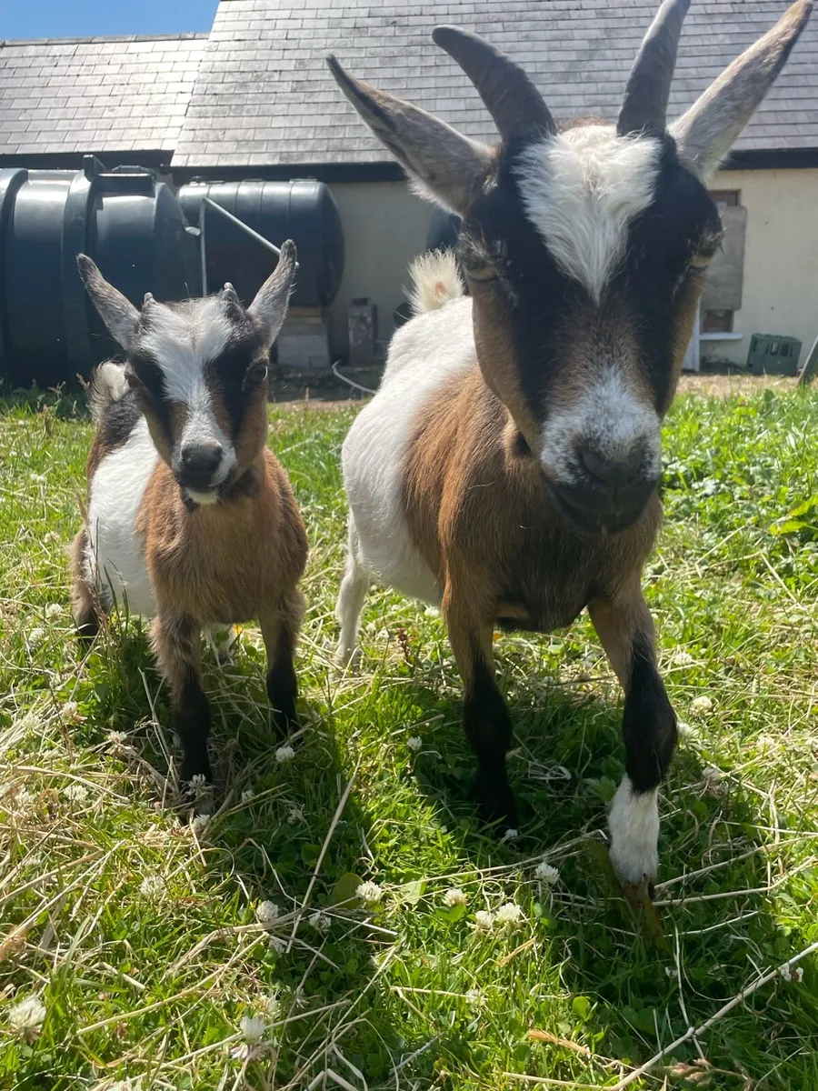 pygmy goats - Image 2