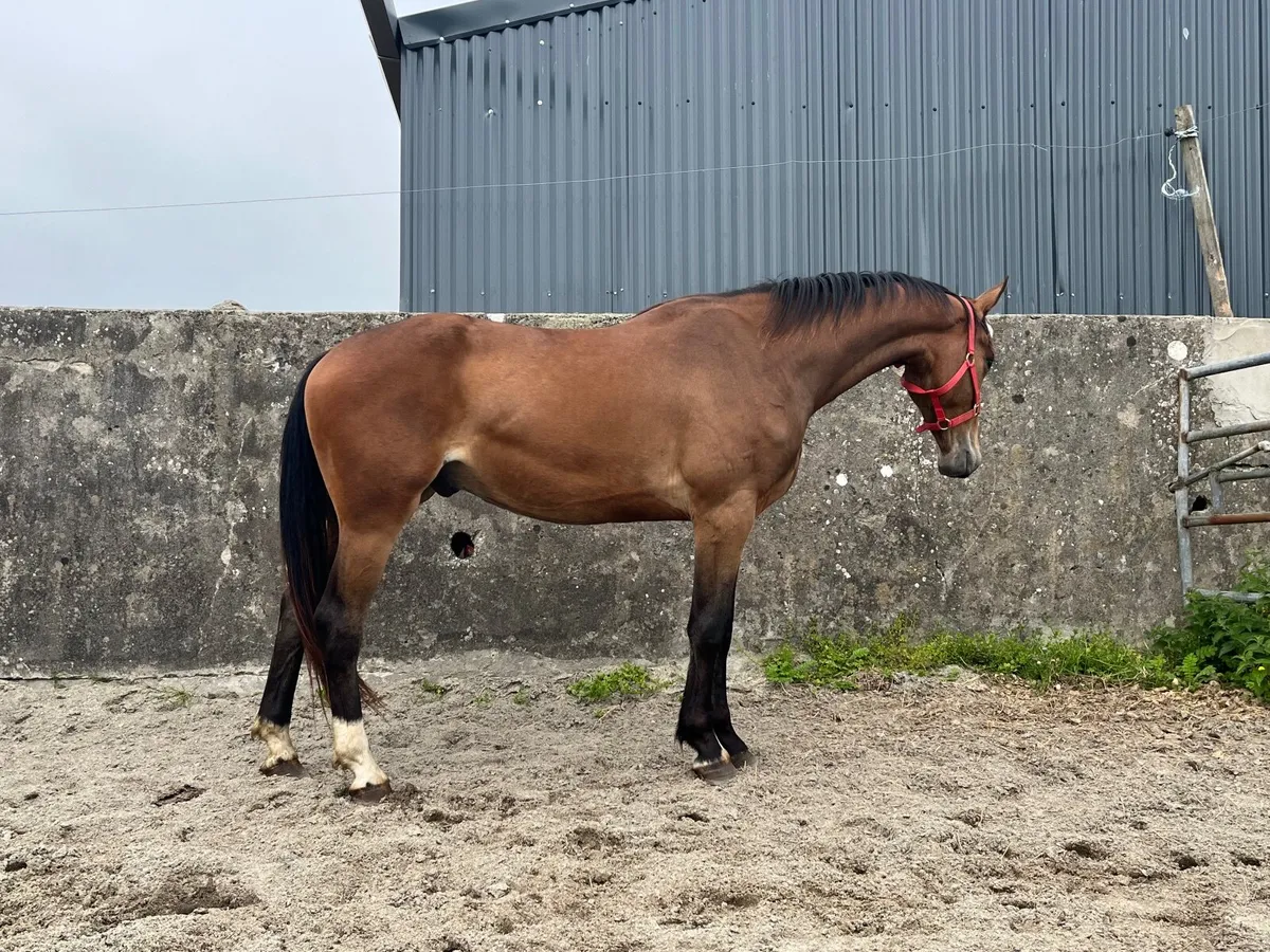Lot 682 Goresbridge Friday Zirocco Blue - Image 3