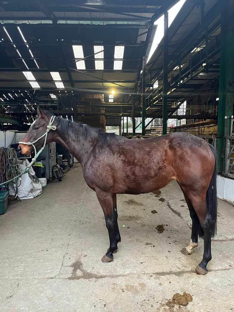 thoroughbred mare