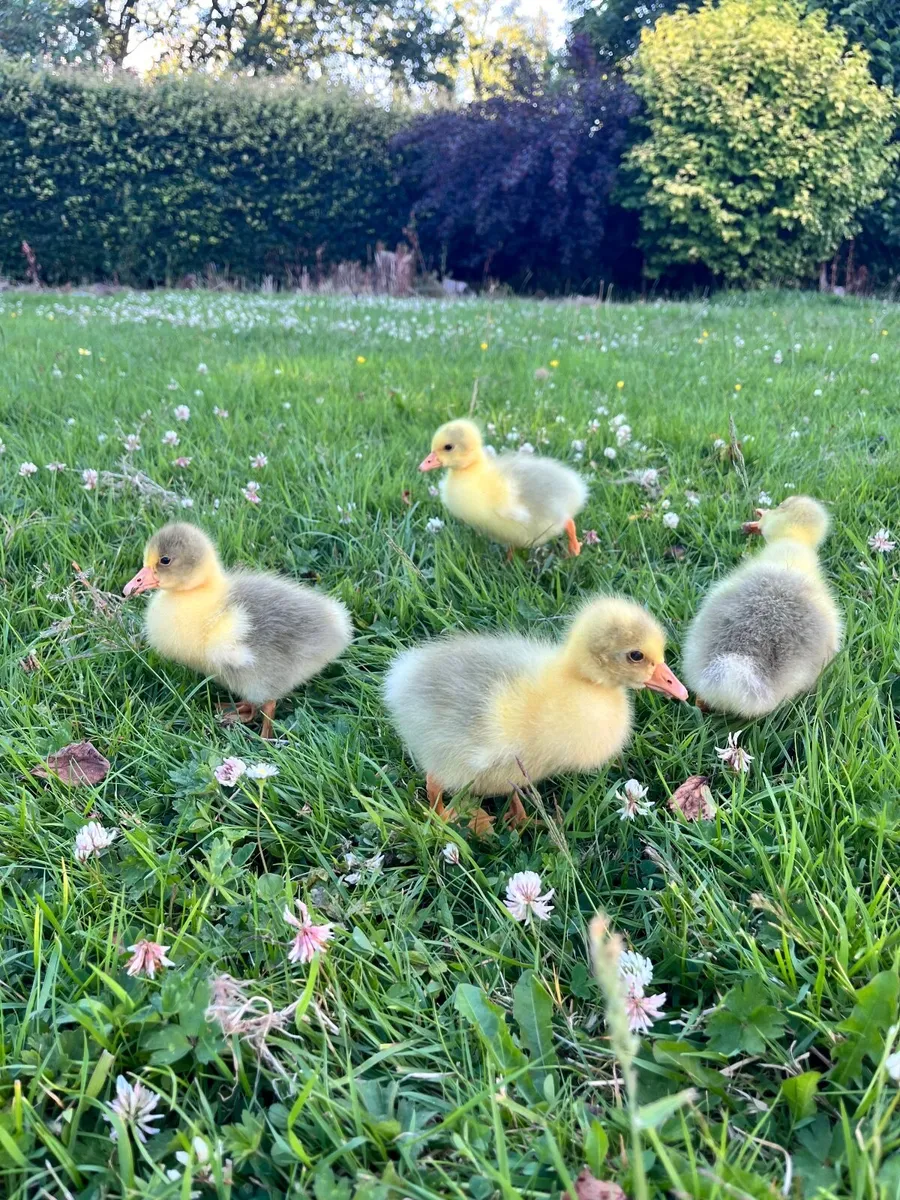 Goslings & Poultry - Image 1