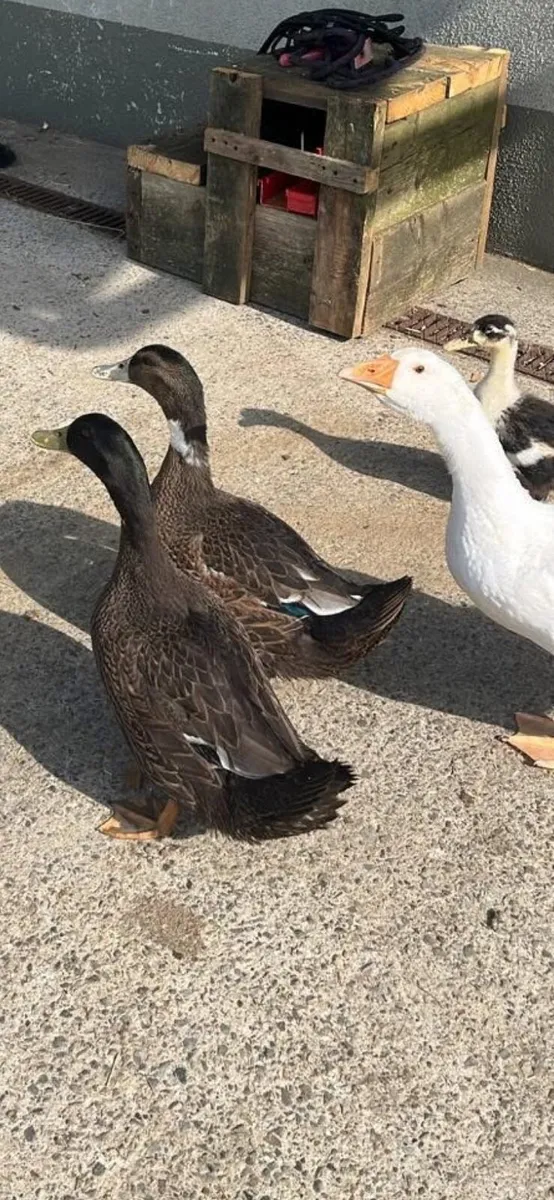 Goslings & Poultry - Image 2
