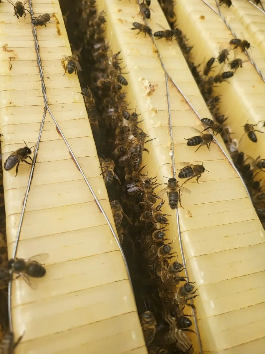 Established Colony  +  Flow Hive - Image 2