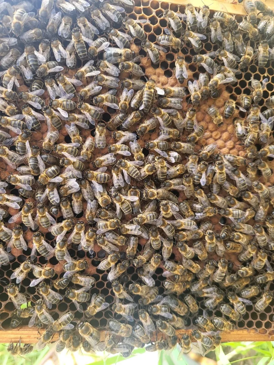Established Colony  +  Flow Hive - Image 3