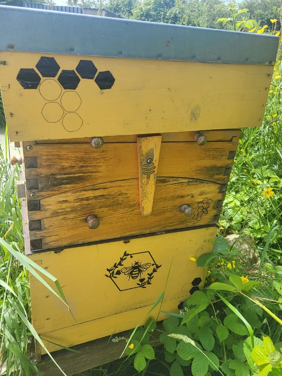 Established Colony  +  Flow Hive - Image 1