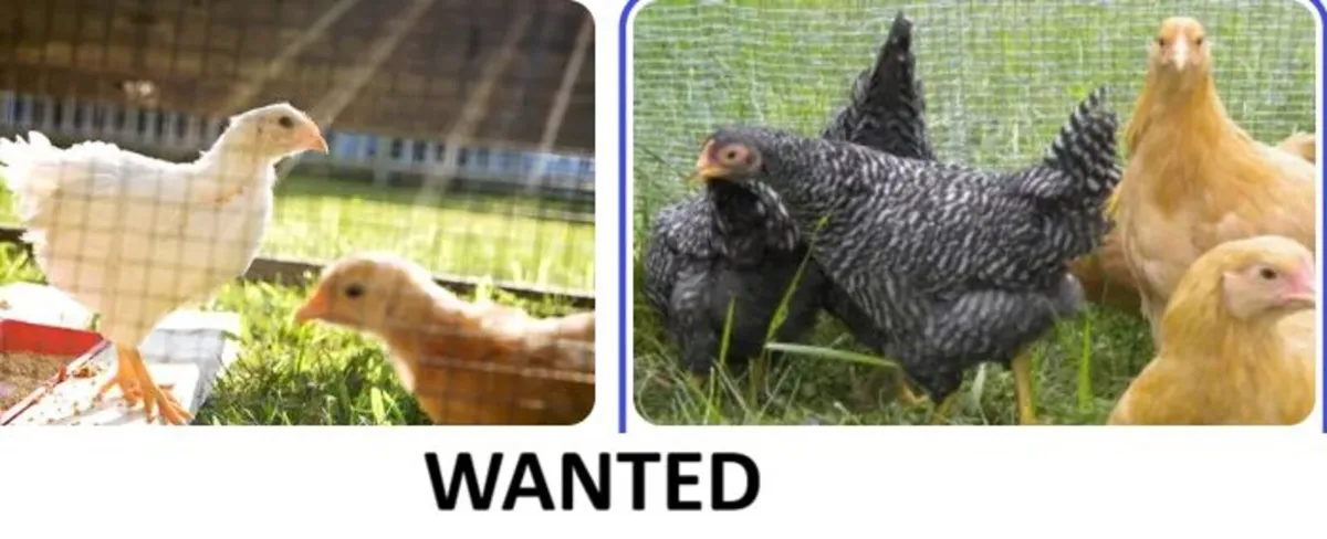 YOUNG CHICKENS WANTED - Image 1