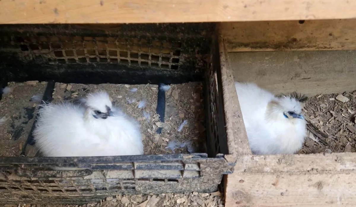 Silkie bantams - Image 1