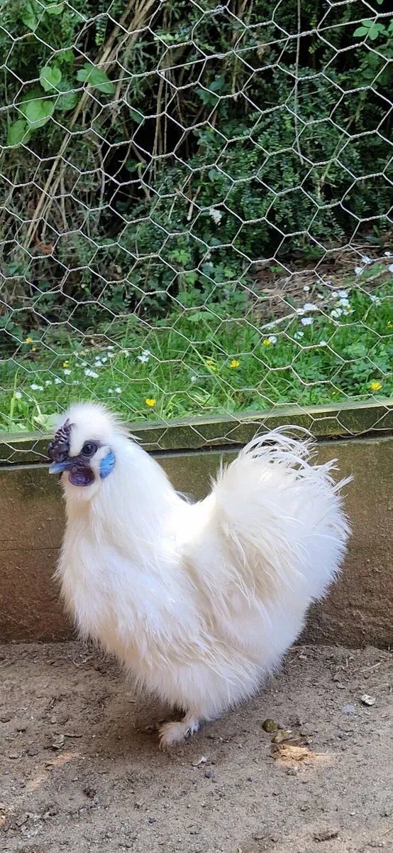 Silkie bantams - Image 2