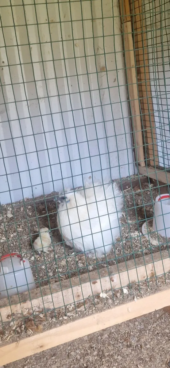 Silkie bantams - Image 3