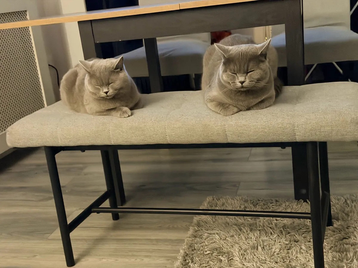 British shorthair kittens - Image 4