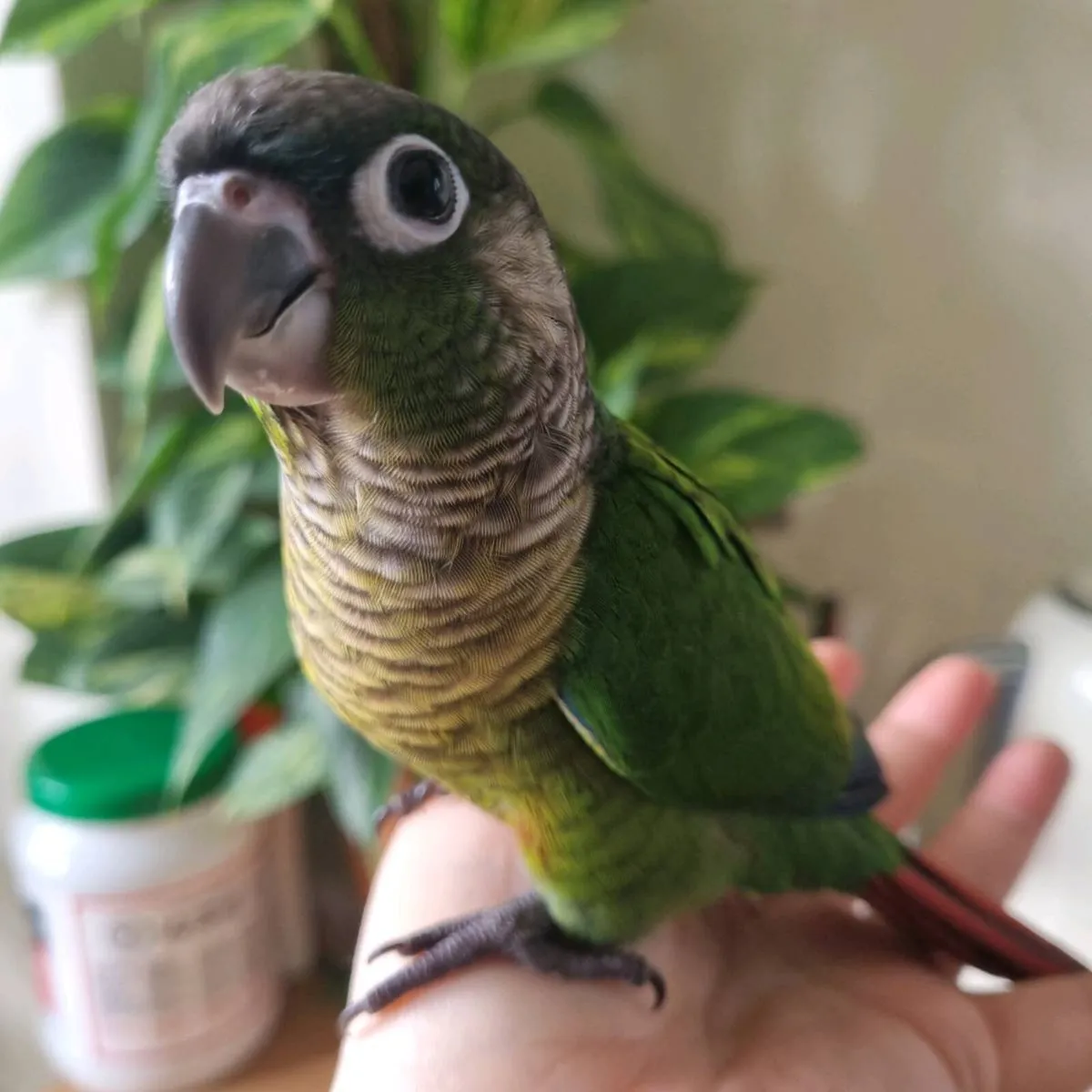 Green Cheek Conures (Hand reared) - Image 2