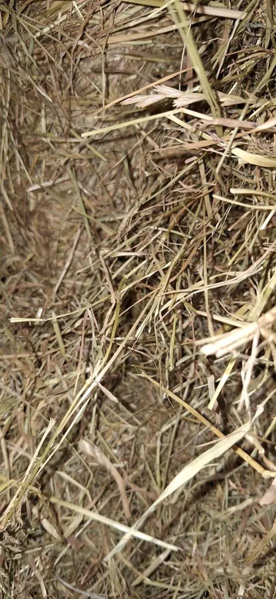 Top Quality Hay - Image 2