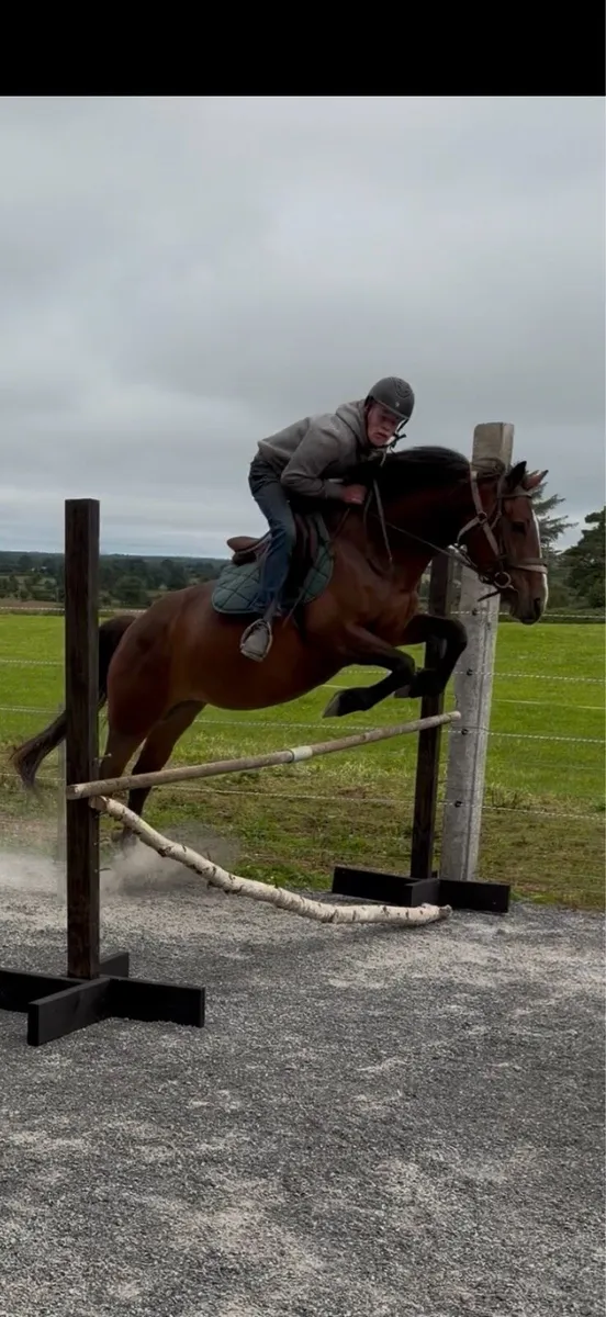 Smashing sport horse X cob - Image 1