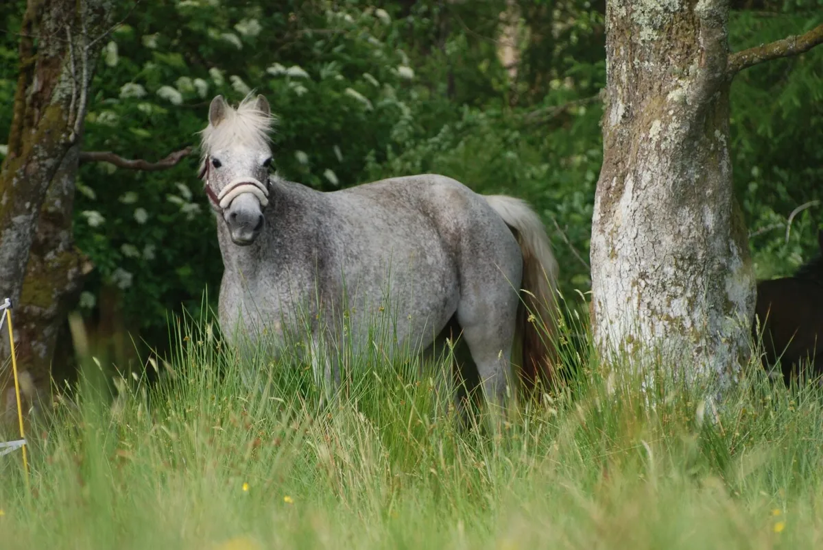 Connemara Pony broodmare with foal by foot - Image 1