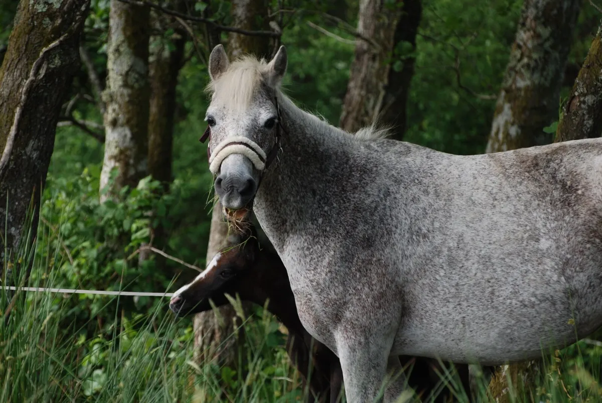 Connemara Pony broodmare with foal by foot - Image 2