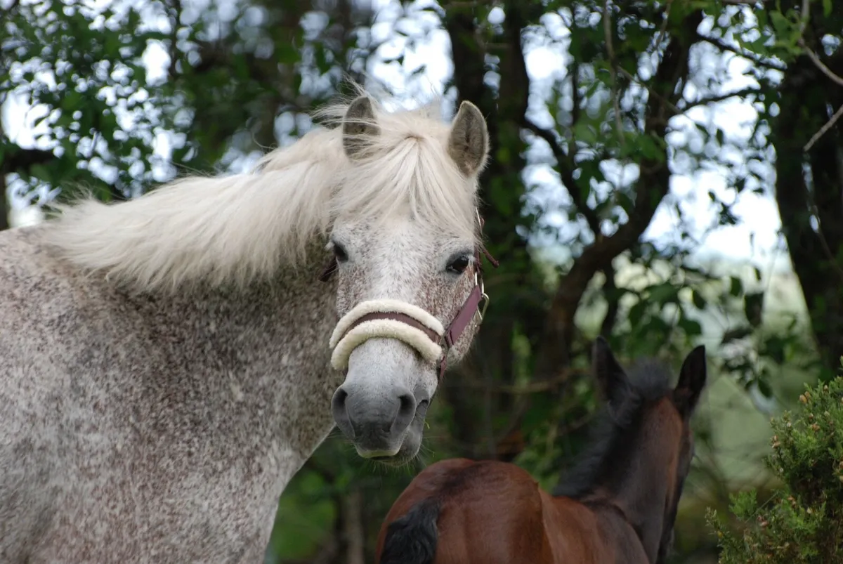 Connemara Pony broodmare with foal by foot - Image 3