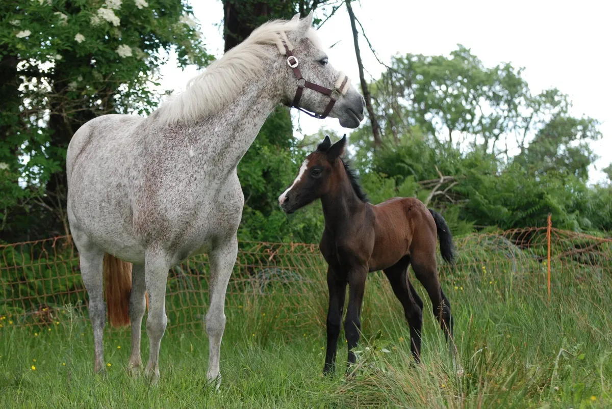Connemara Pony broodmare with foal by foot - Image 4