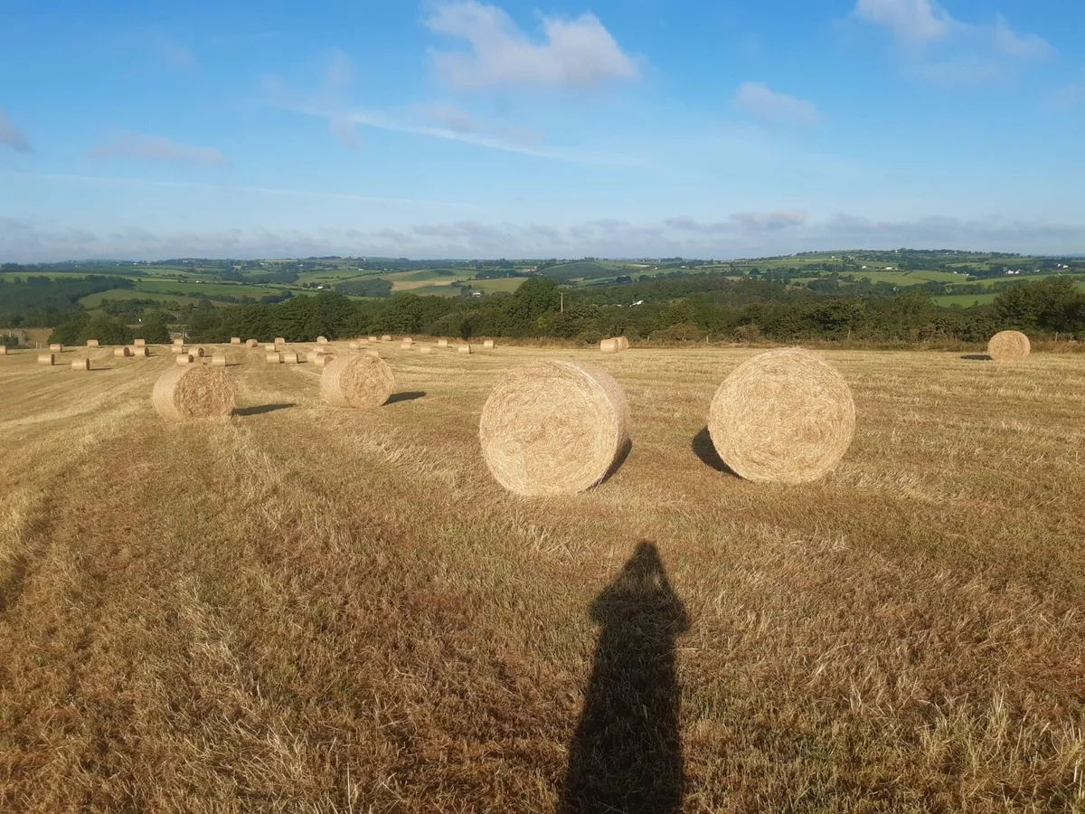 Excellent quality Hay Bales for sale