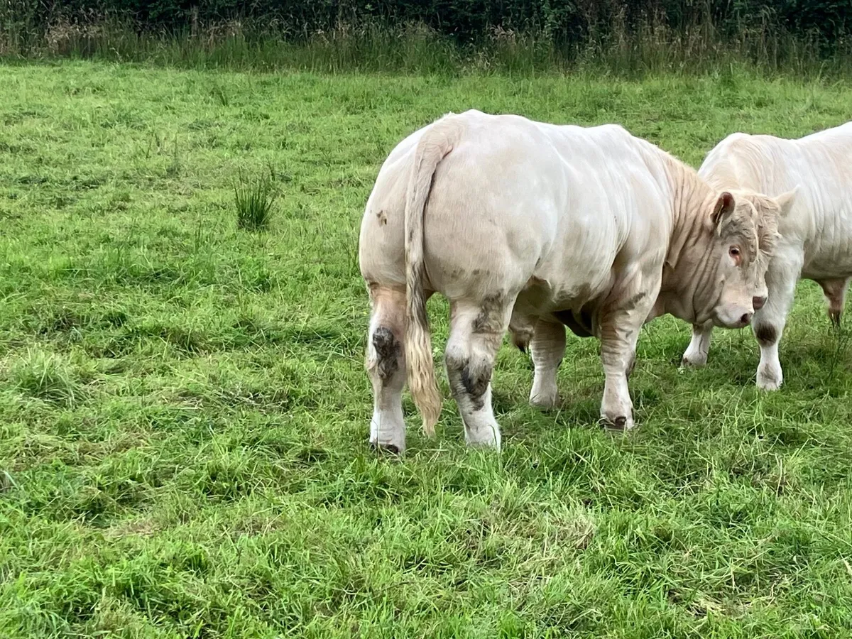 5 Star Charolais Bull - Image 2
