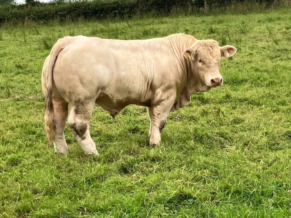 5 Star Charolais Bull - Image 1