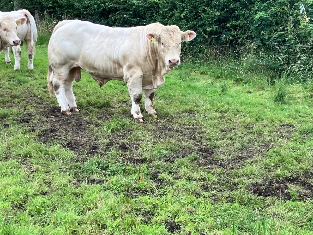 5 Star Charolais Bull - Image 4