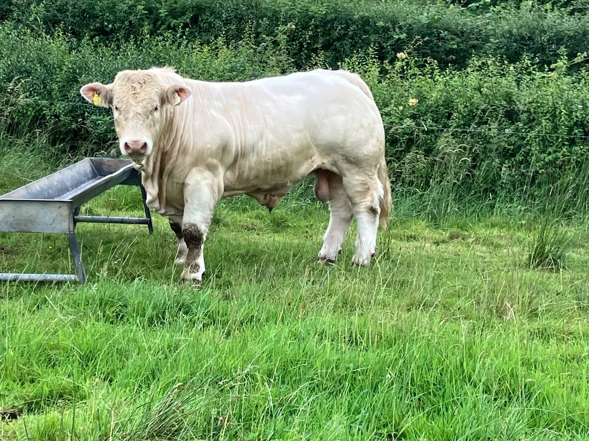 5 Star Charolais Bull - Image 3