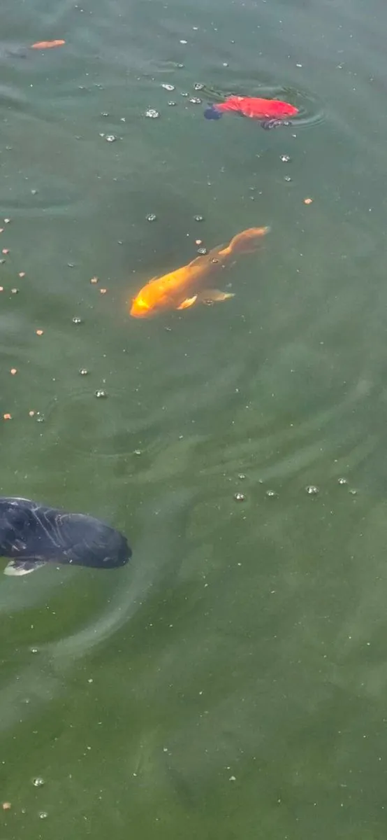 Koi - Image 4
